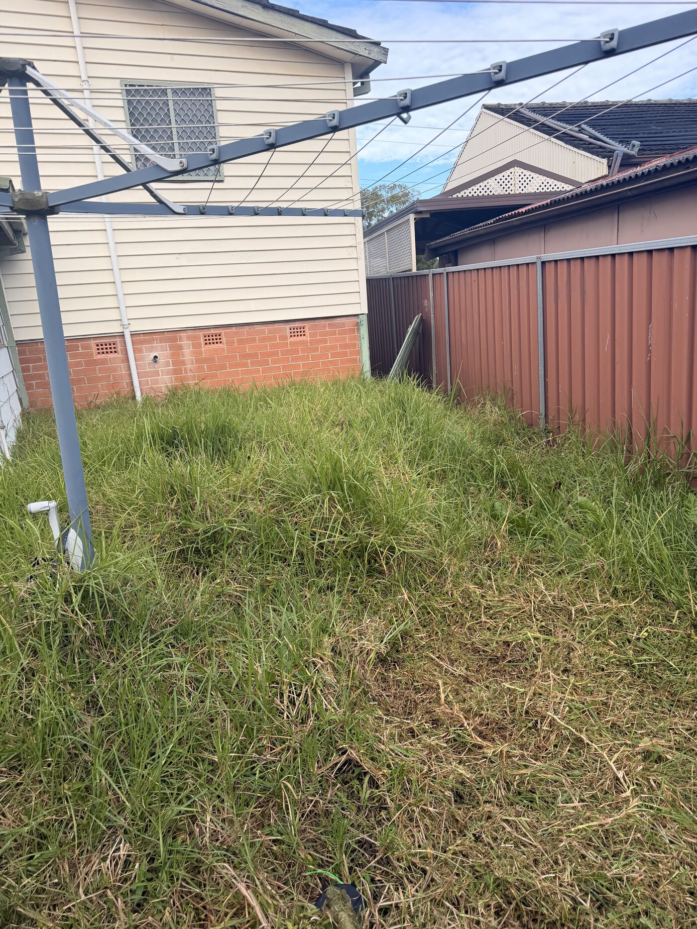 Lawn before tidy up